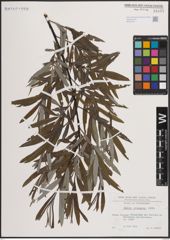 Foto von Salix eleagnos Scop.